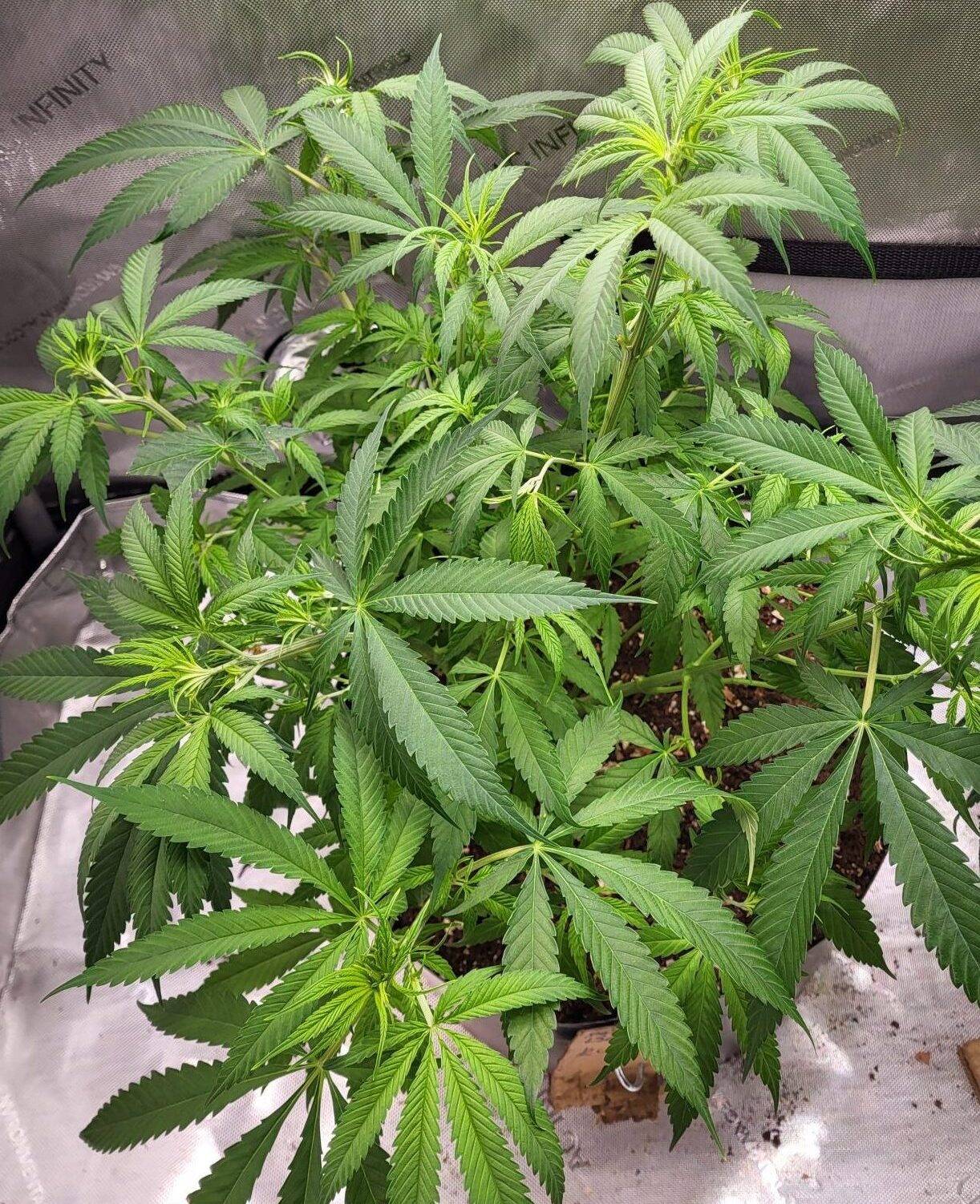 Blueberry Feminized Teen | Cannabiz Seed Blueberry Teen Phase in indoor growing