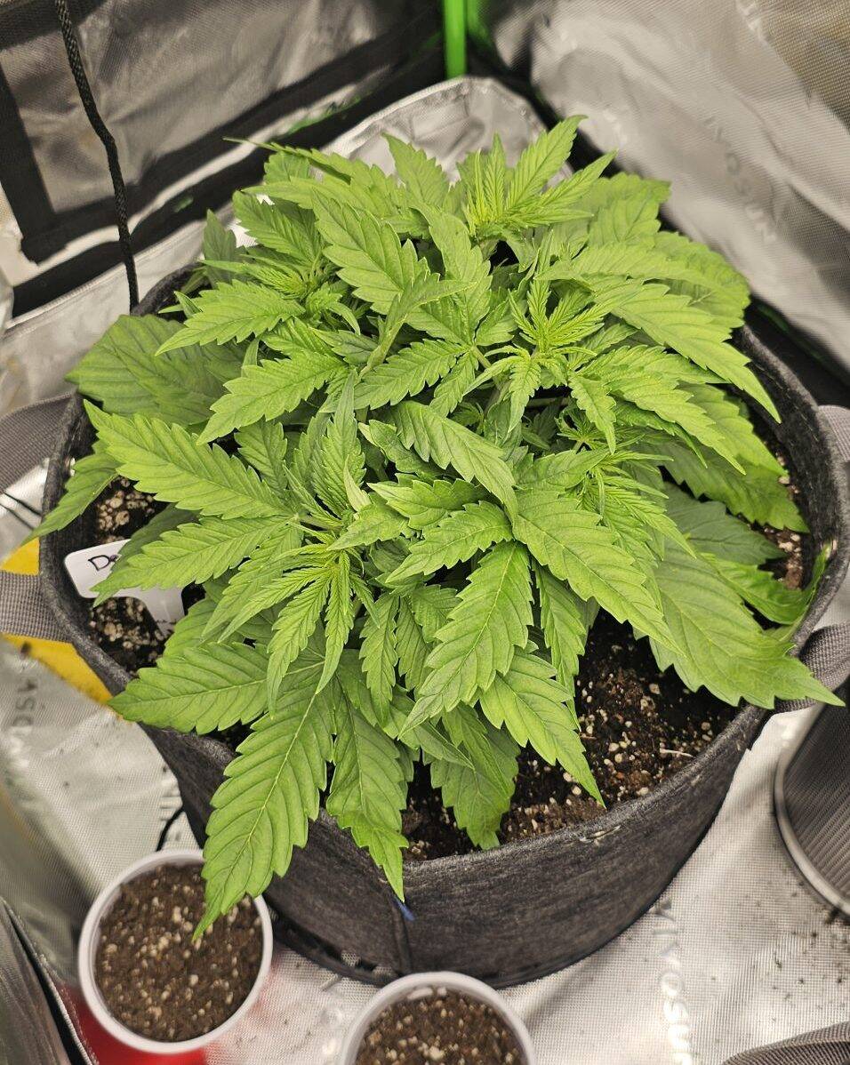 Wedding Cake Beginning Stages | Cannabiz Seed Wedding Cake Beginning Stages