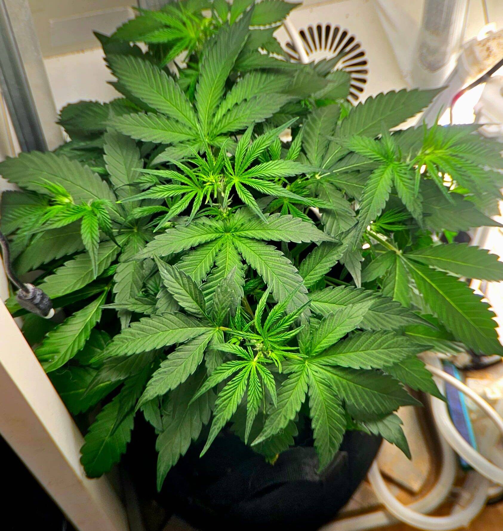 Sour Diesel Autoflower Beginning Stages | Cannabiz Seed Sour Diesel Autoflower Beginning Stages