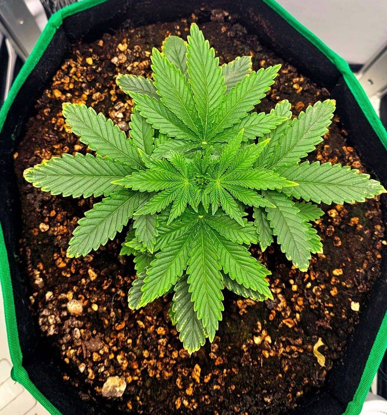 Chocolope Autoflower Beginning Stages | Cannabiz Seed Chocolope Autoflower Beginning Stages