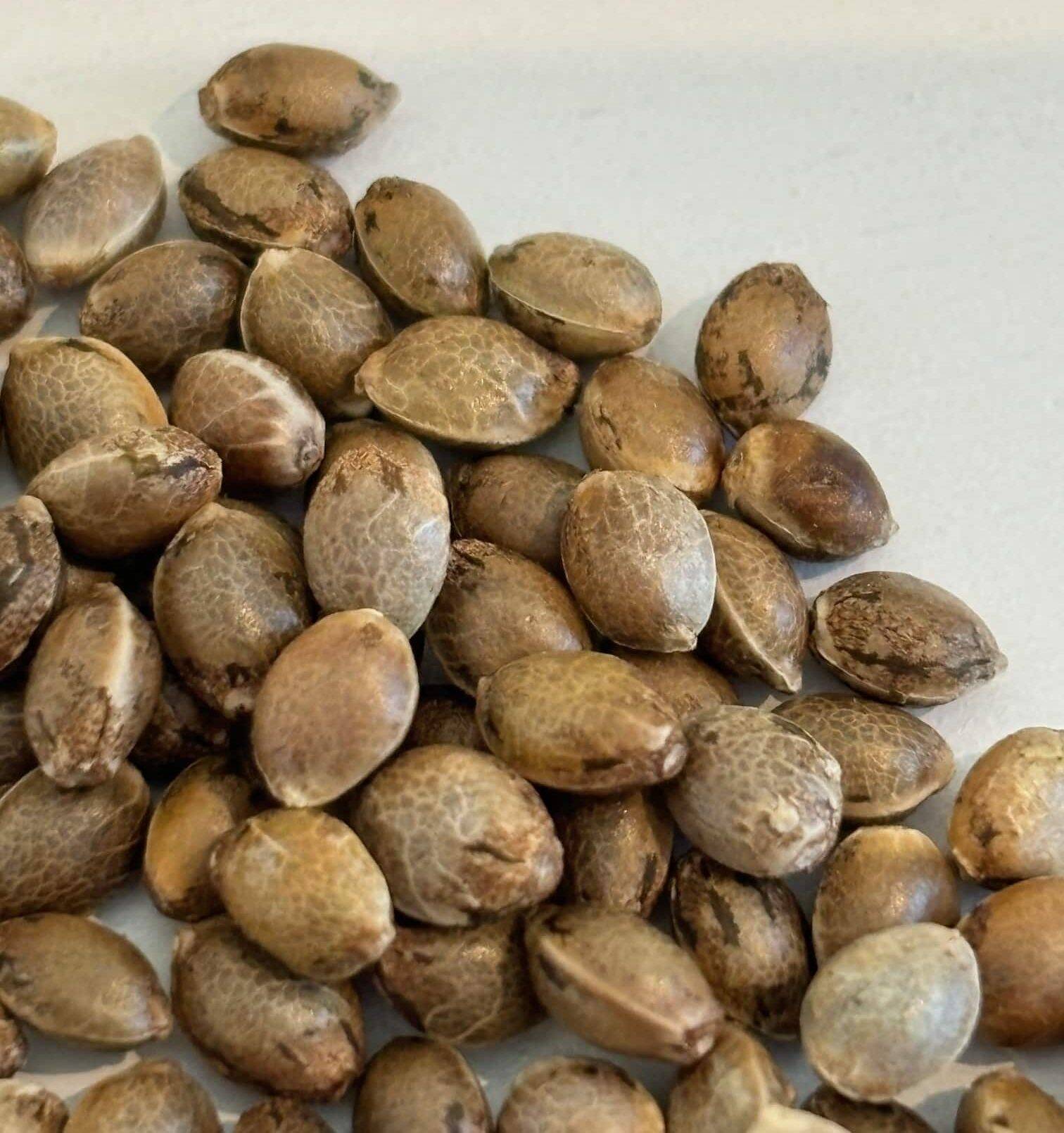 Cream and Cheese CBD Image of Seeds | Cannabiz Seed Cream and Cheese CBD Image of Seeds