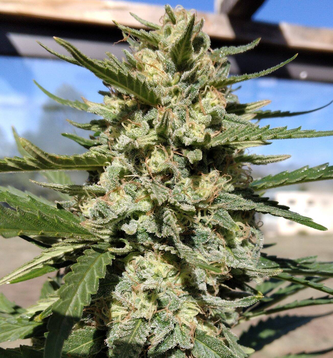 THC Bomb Autoflower Cannabis Plant | Cannabiz Seed THC Bomb Autoflower Cannabis Plant