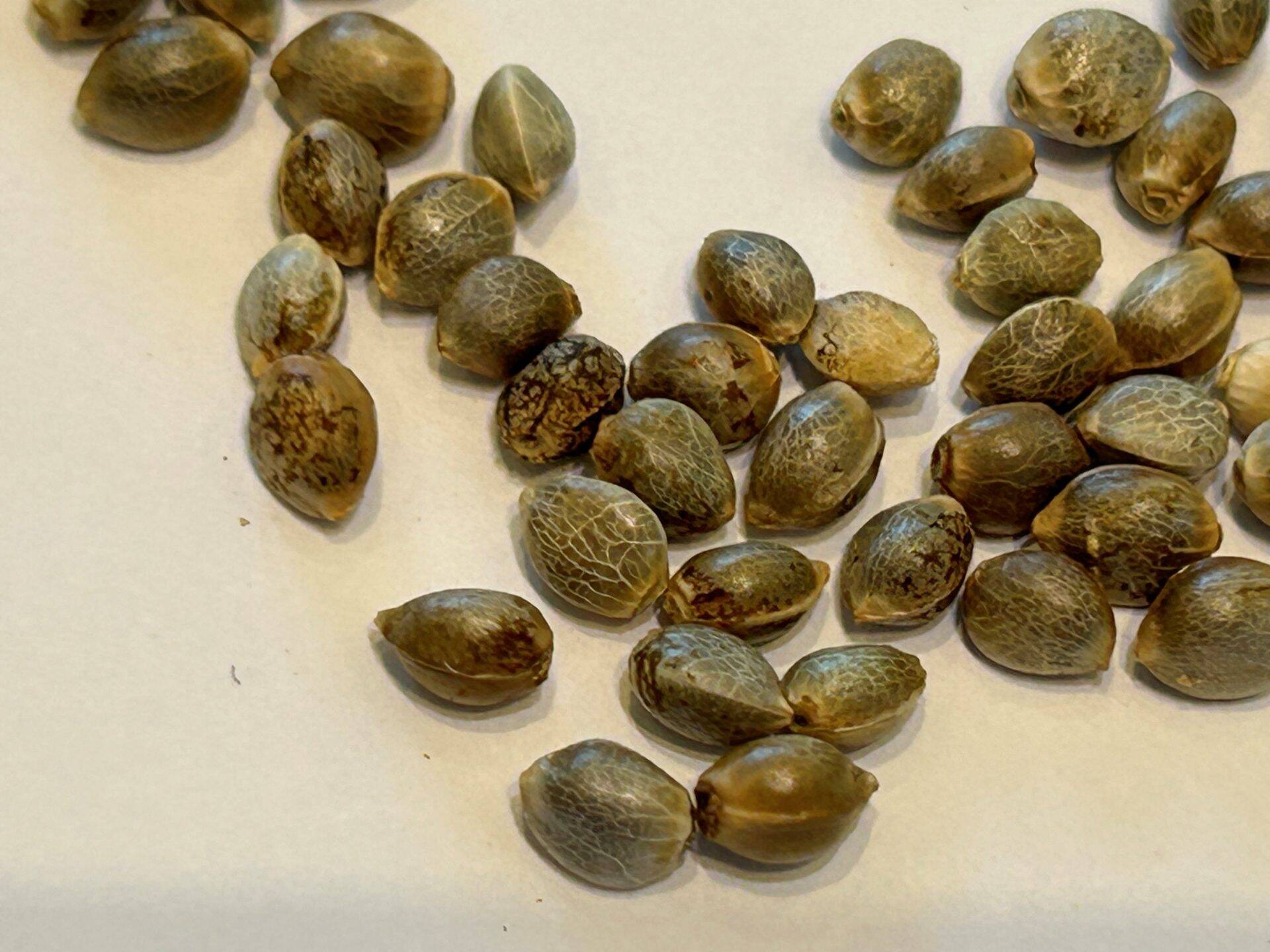 THC Bomb Autoflower Cannabis Seeds | Cannabiz Seed THC Bomb Autoflower Cannabis Seeds