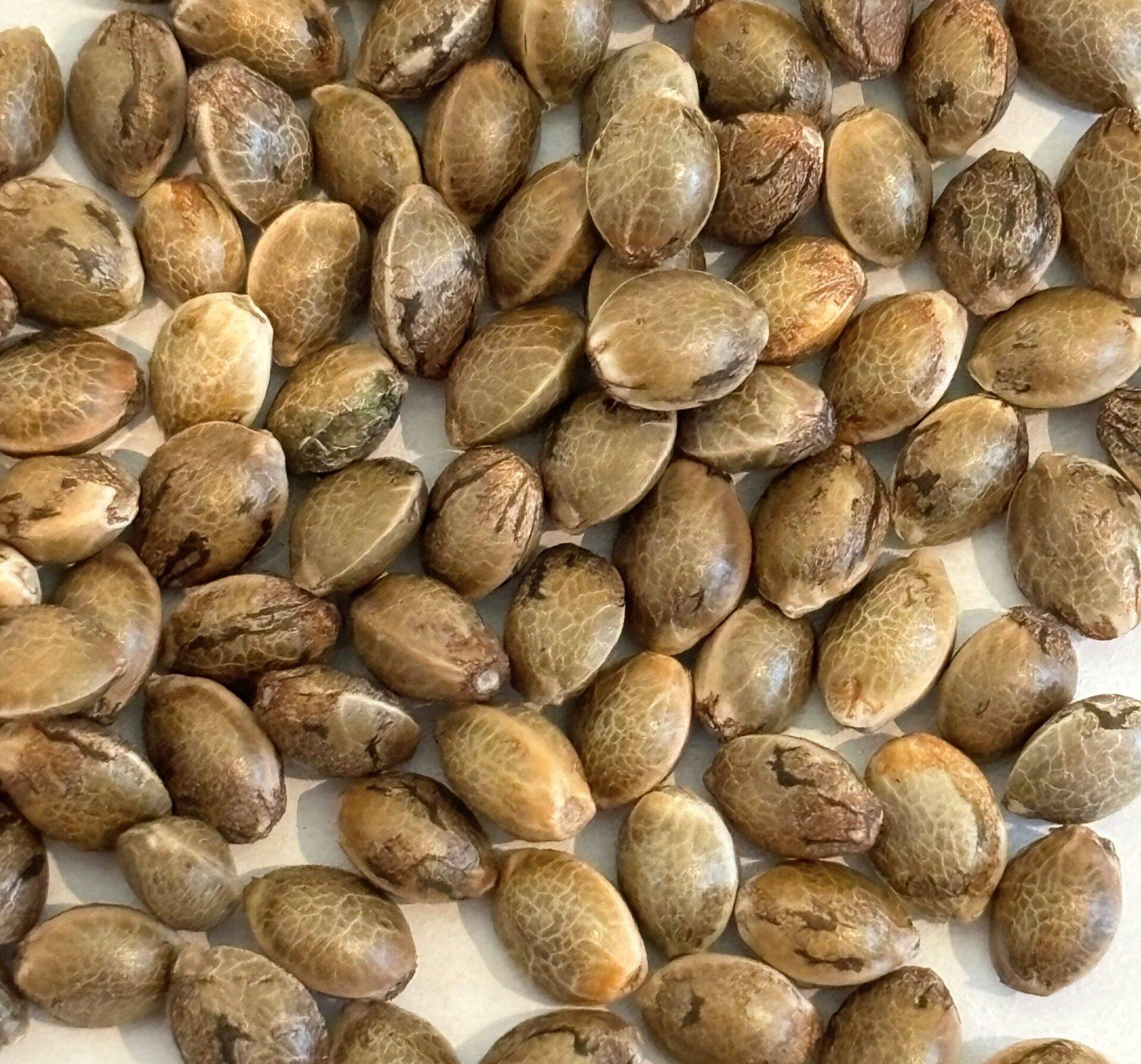 ACDC CBD Seeds | Cannabiz Seed Semillas ACDC CBD