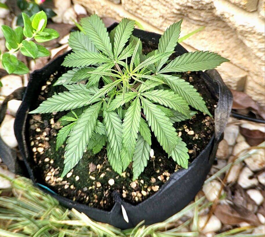 Cannatonic CBD Beginning Stages | Cannabiz Seed Cannatonic CBD Beginning Stages