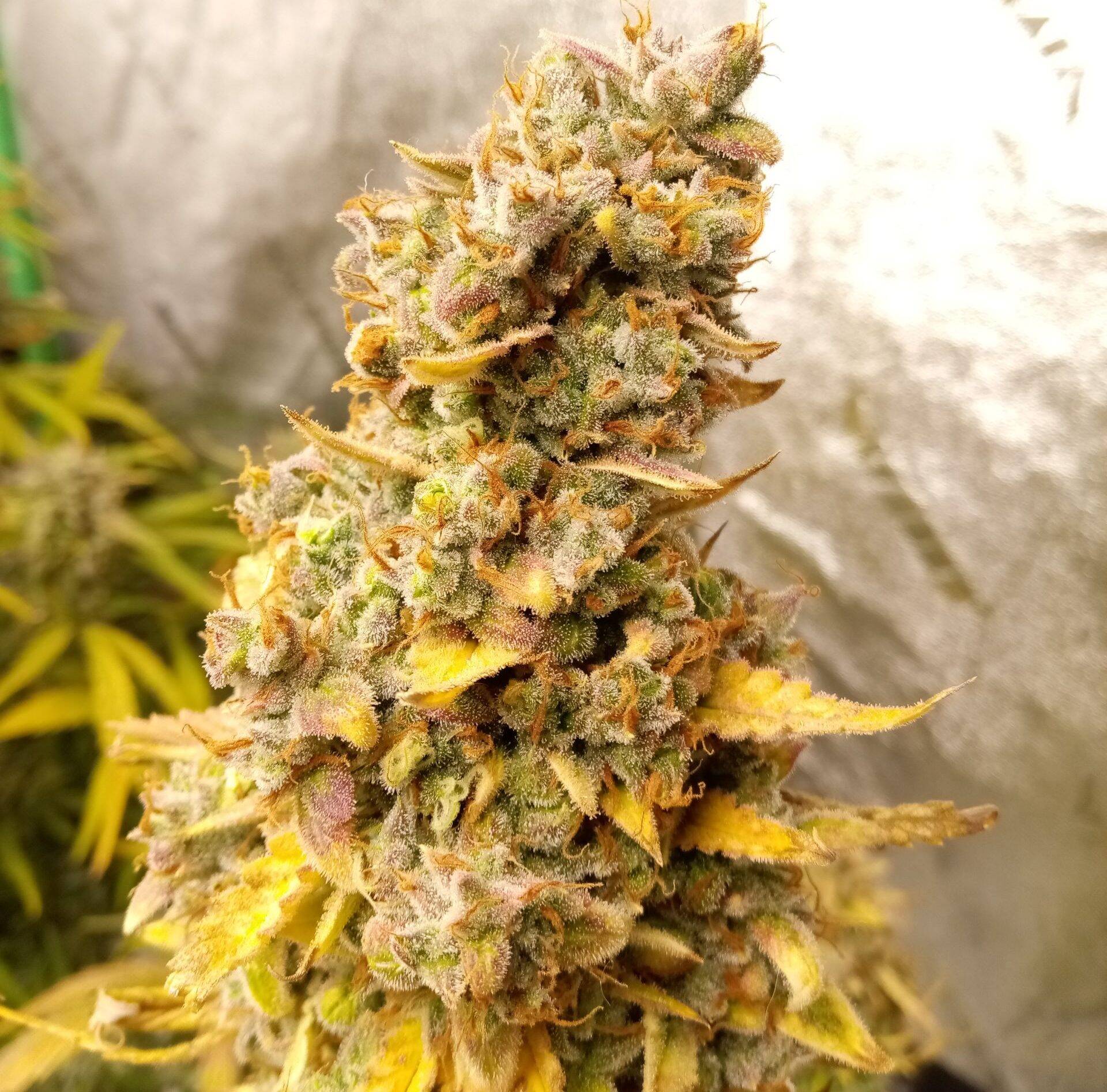 Cannatonic CBD Plant | Cannabiz Seed Cannatonic CBD Seeds
