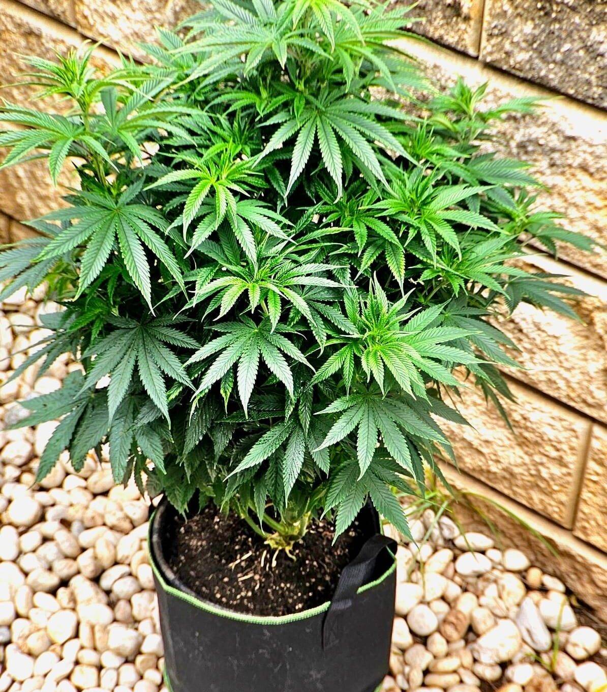 Easy Bud Feminized Beginning Stages | Cannabiz Seed Easy Bud Femminilizzata Fasi iniziali