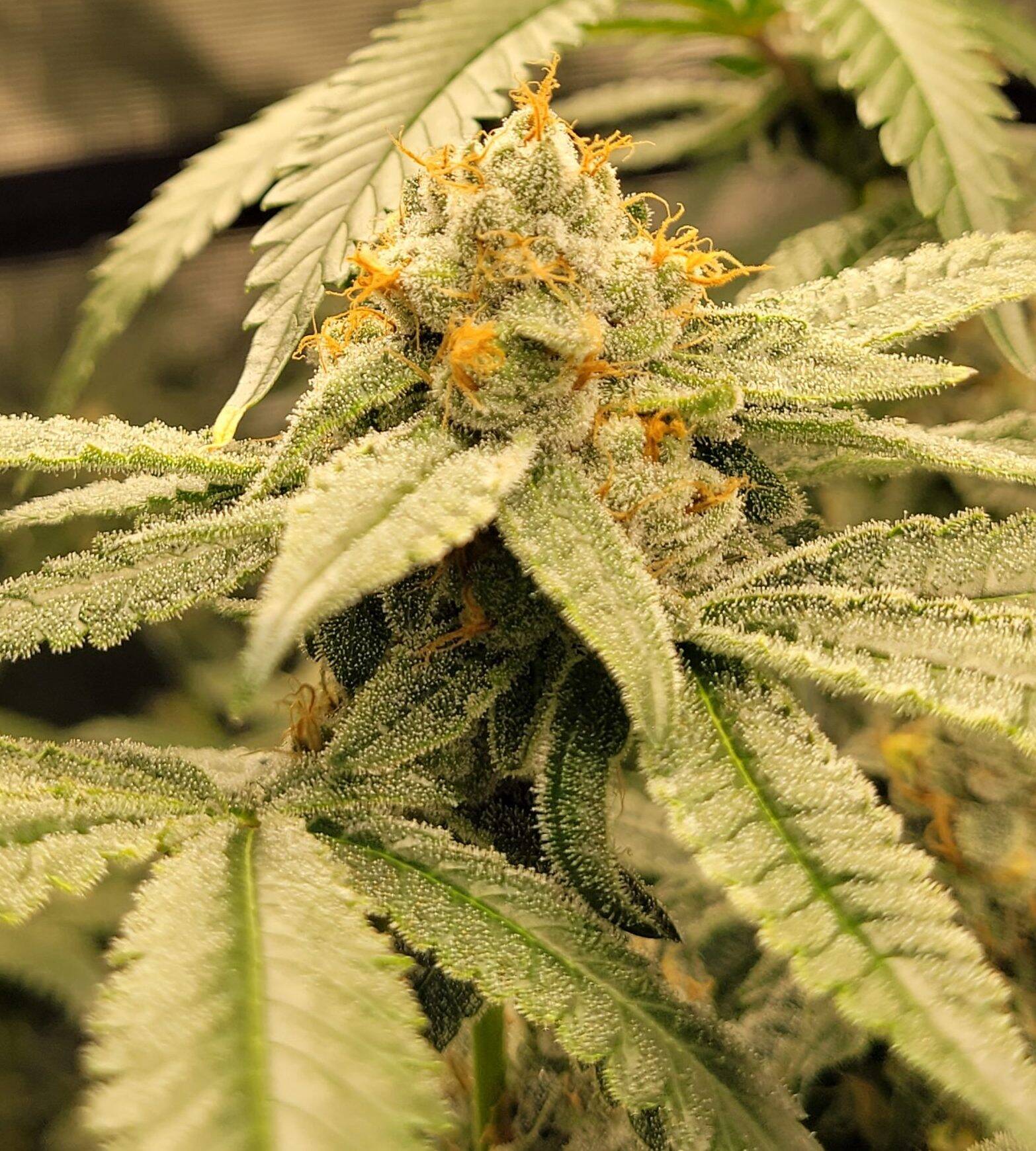 Easy Bud Feminized Cannabis Plant | Cannabiz Seed Pianta di cannabis femminizzata Easy Bud