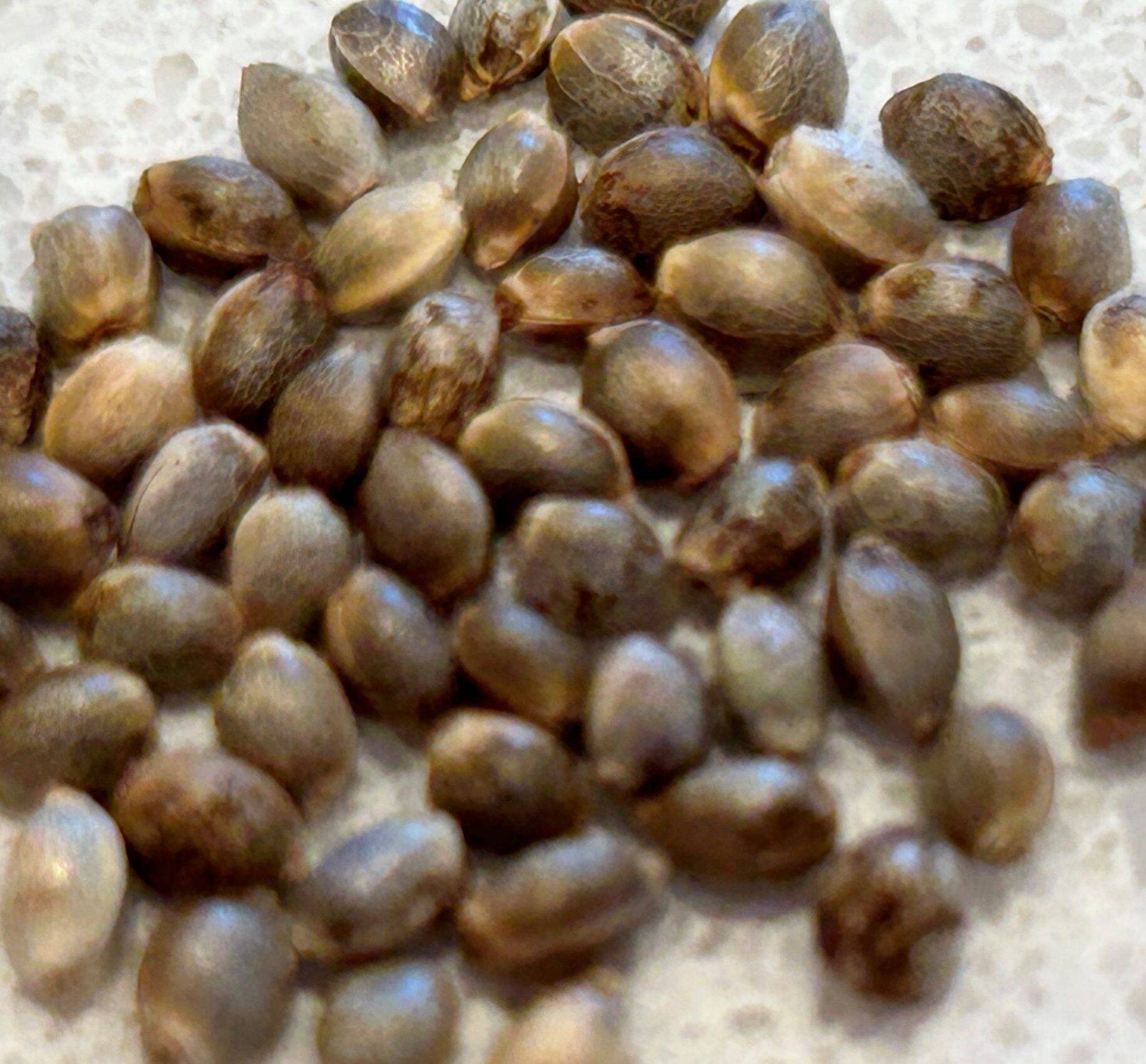 Easy Bud Feminized Cannabis Seeds | Cannabiz Seed Semi di cannabis femminizzati Easy Bud