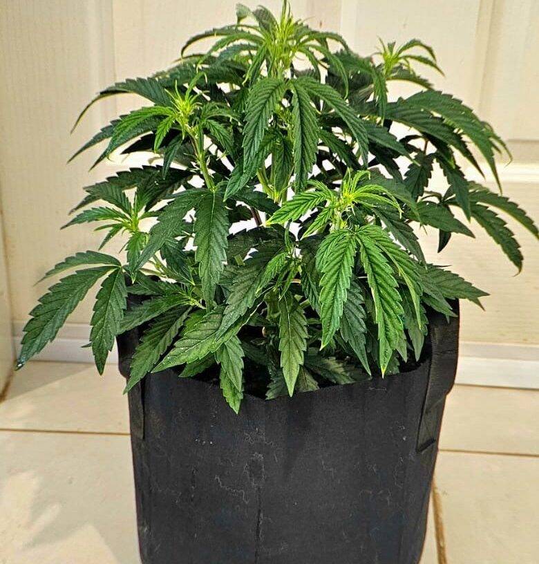 Gorilla Glue Autoflower Beginning Stages | Cannabiz Seed "Gorilla Glue" savaiminio žydėjimo pradžios etapai