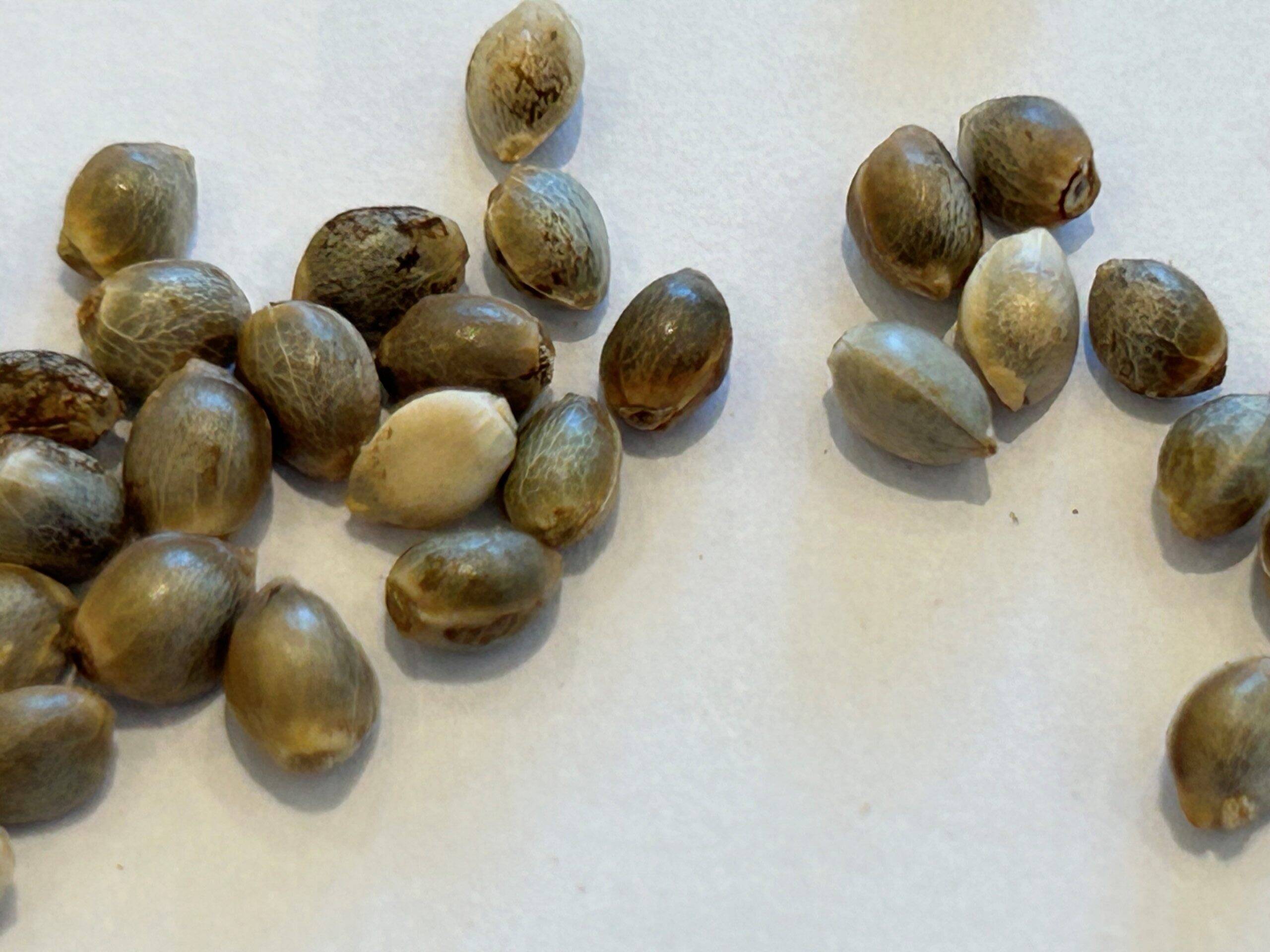 LA Confidential Feminized Cannabis Seeds | Cannabiz Seed LA Confidential Feminized Cannabis Seeds