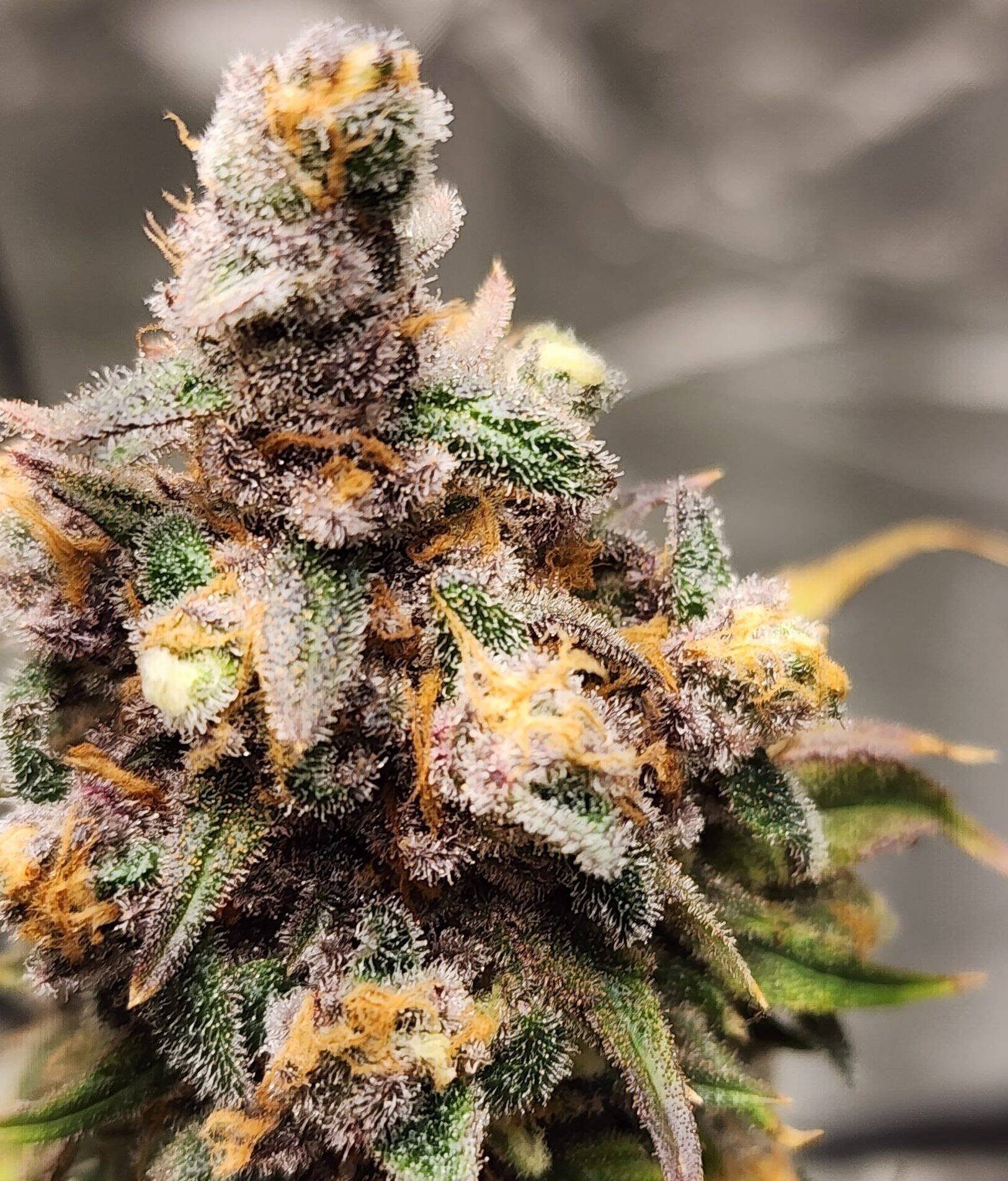 Red Rhino Feminized Cannabis Plant | Cannabiz Seed Red Rhino Feminized Cannabis Plant