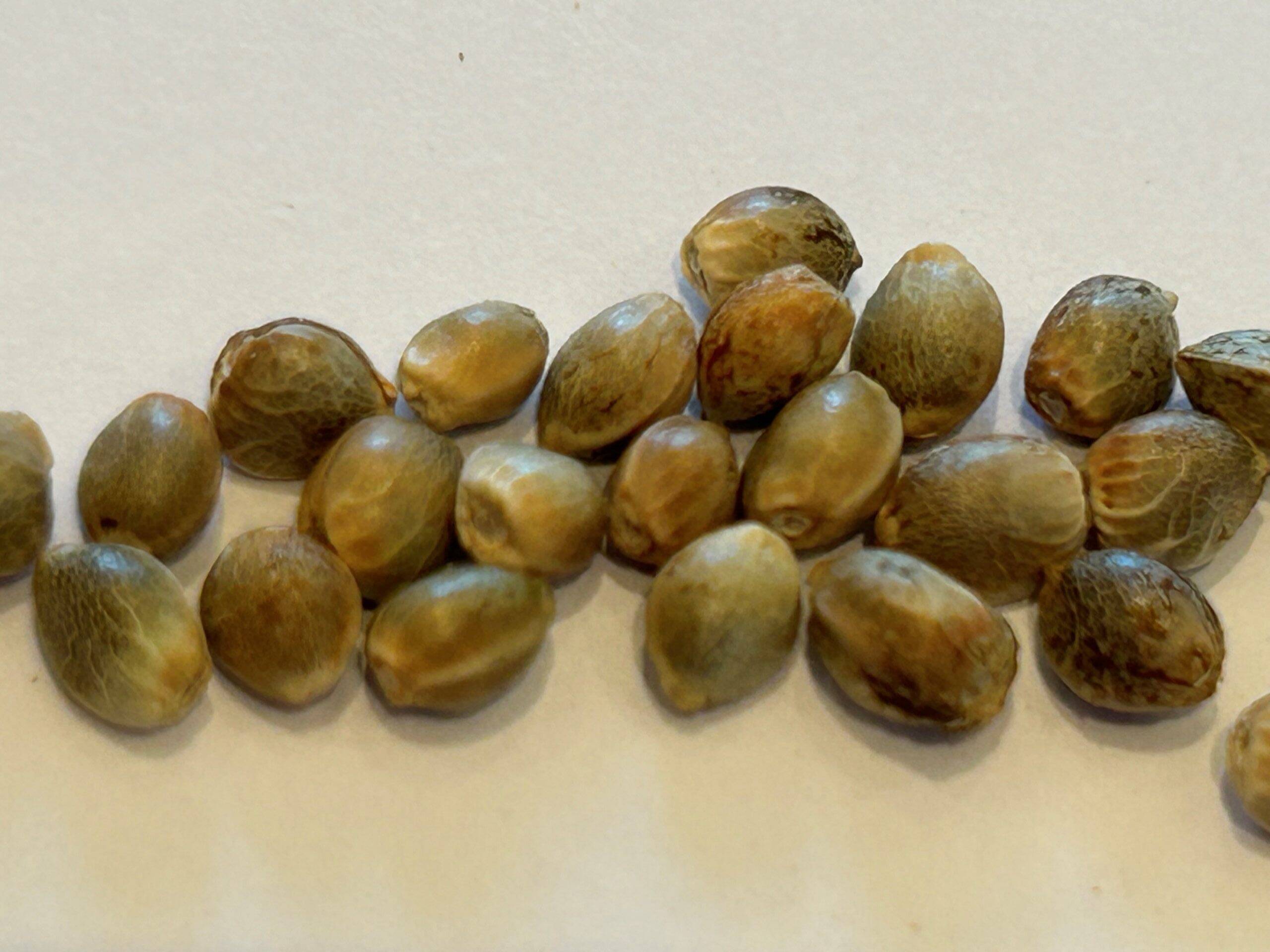 Red Rhino Feminized Cannabis Seeds | Cannabiz Seed Red Rhino Feminized Cannabis Seeds