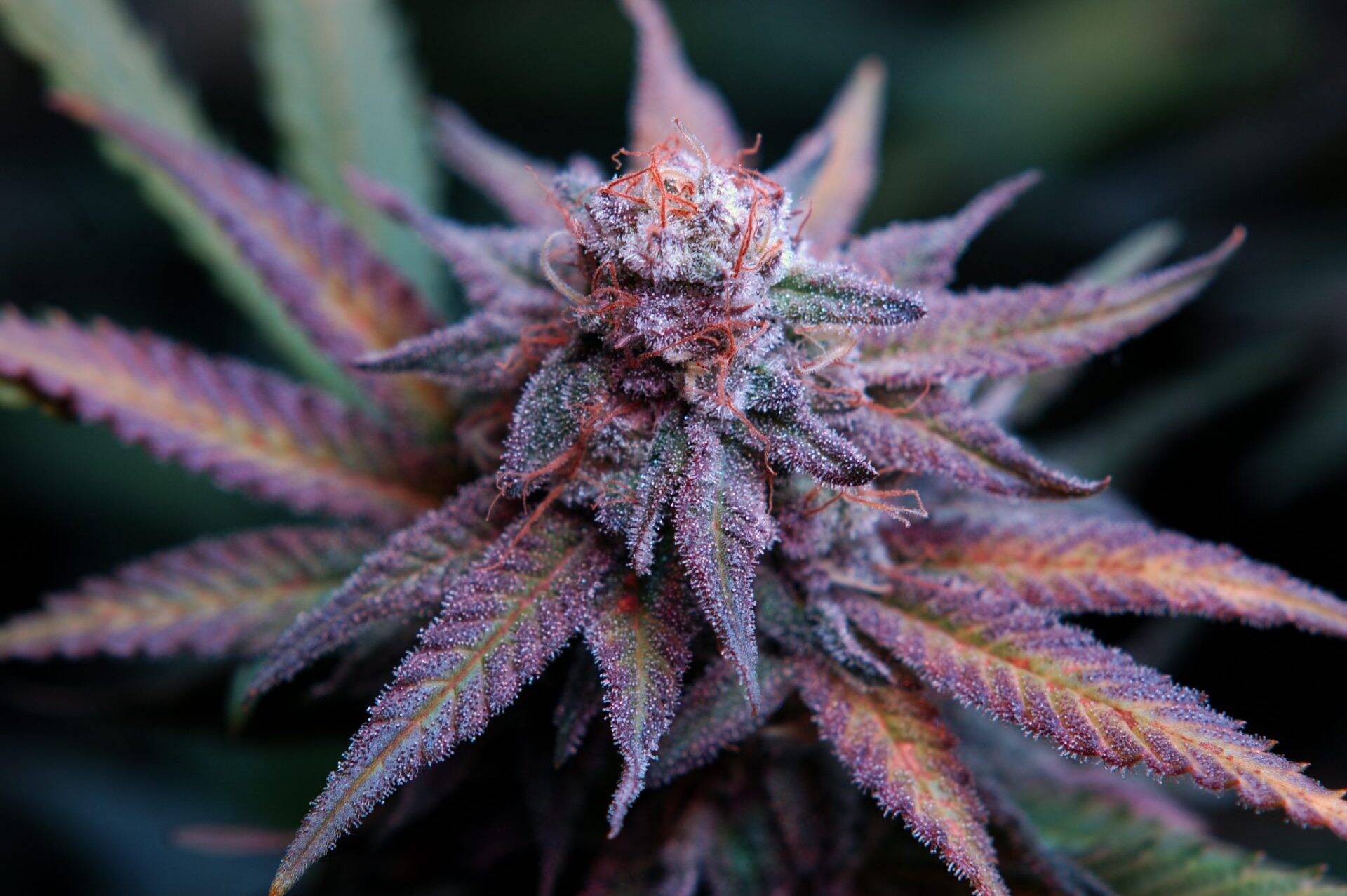 Girl Scout Cookies Autoflower Plant | Cannabiz Seed Girl Scout Cookies Autoflower Plant