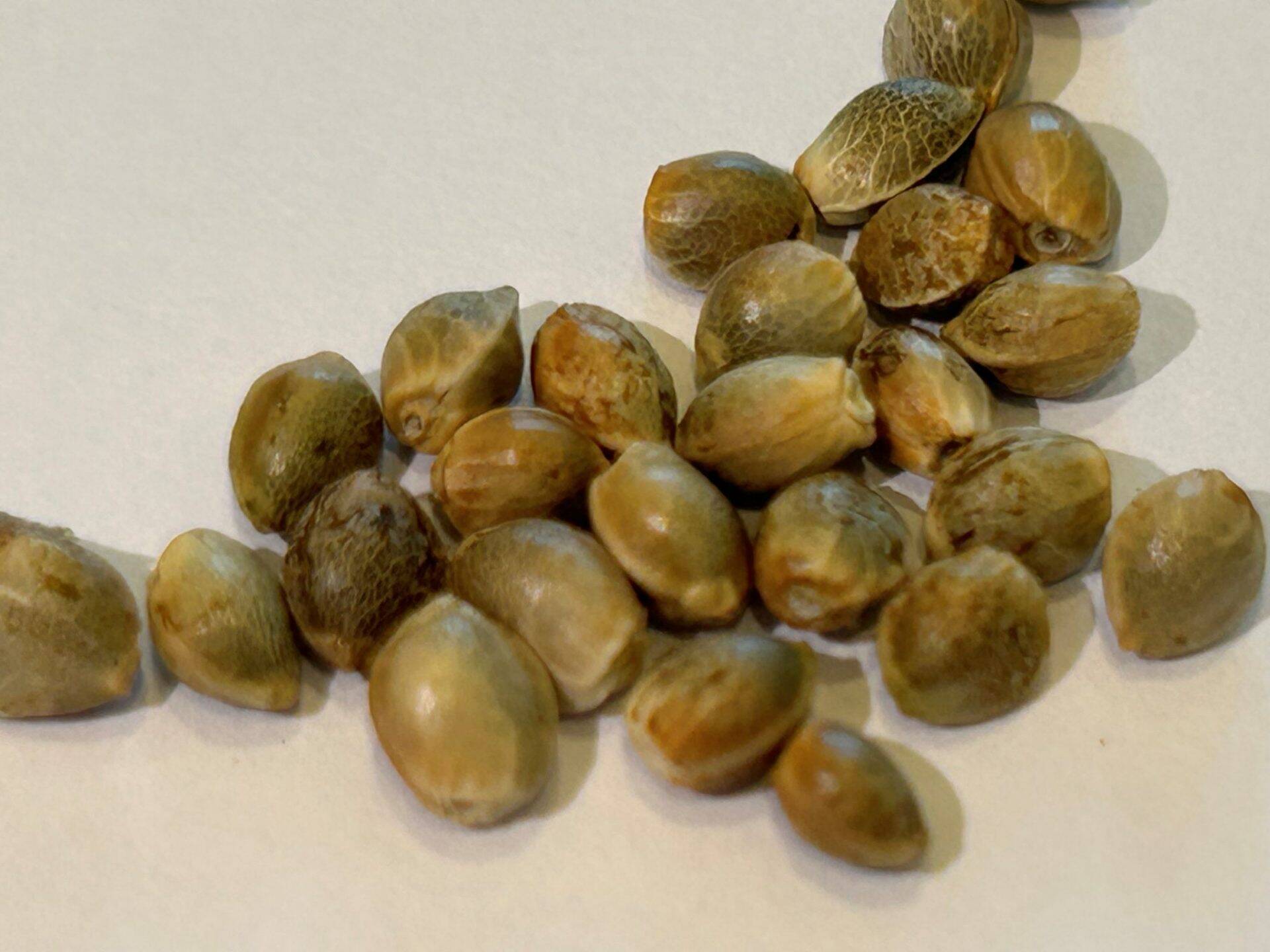 Wedding Cake Feminized Cannabis Seeds | Cannabiz Seed Wedding Cake Feminized Cannabis Seeds