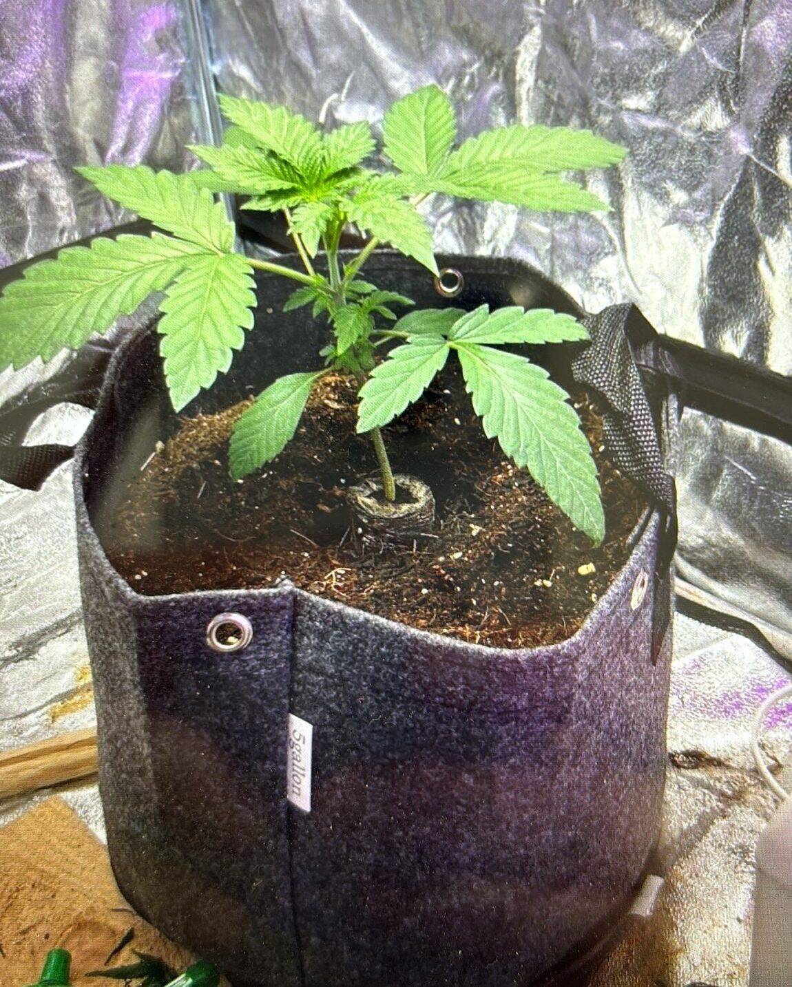 Mimosa Feminized Beginning Stages of Growth | Cannabiz Seed Mimosa Feminized Beginning Stages of Growth