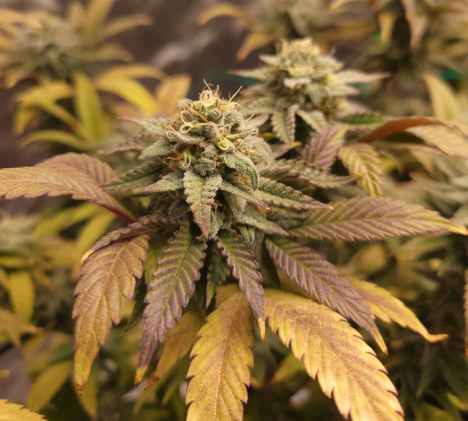 Pluto Weed Cannabis Plant | Cannabiz Seed Pluto Weed Cannabis Plant