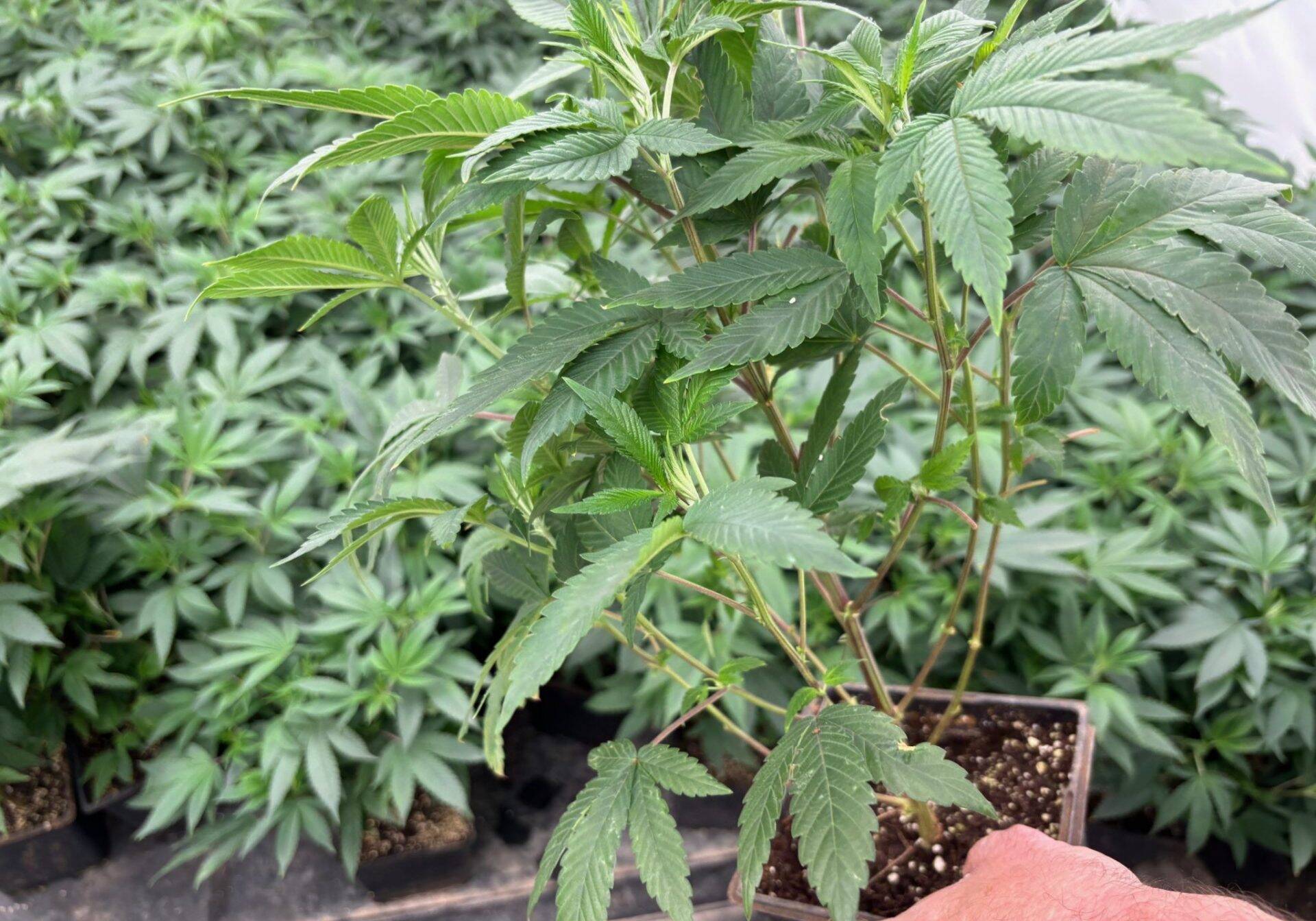 White Truffle Feminized Teen | Cannabiz Seed White Truffle Teen Phase in a Grow Room
