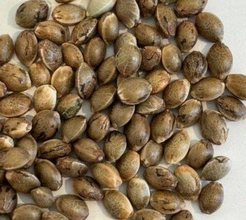 White Truffle Image of Seeds | Cannabiz Seed White Truffle Image of Seeds