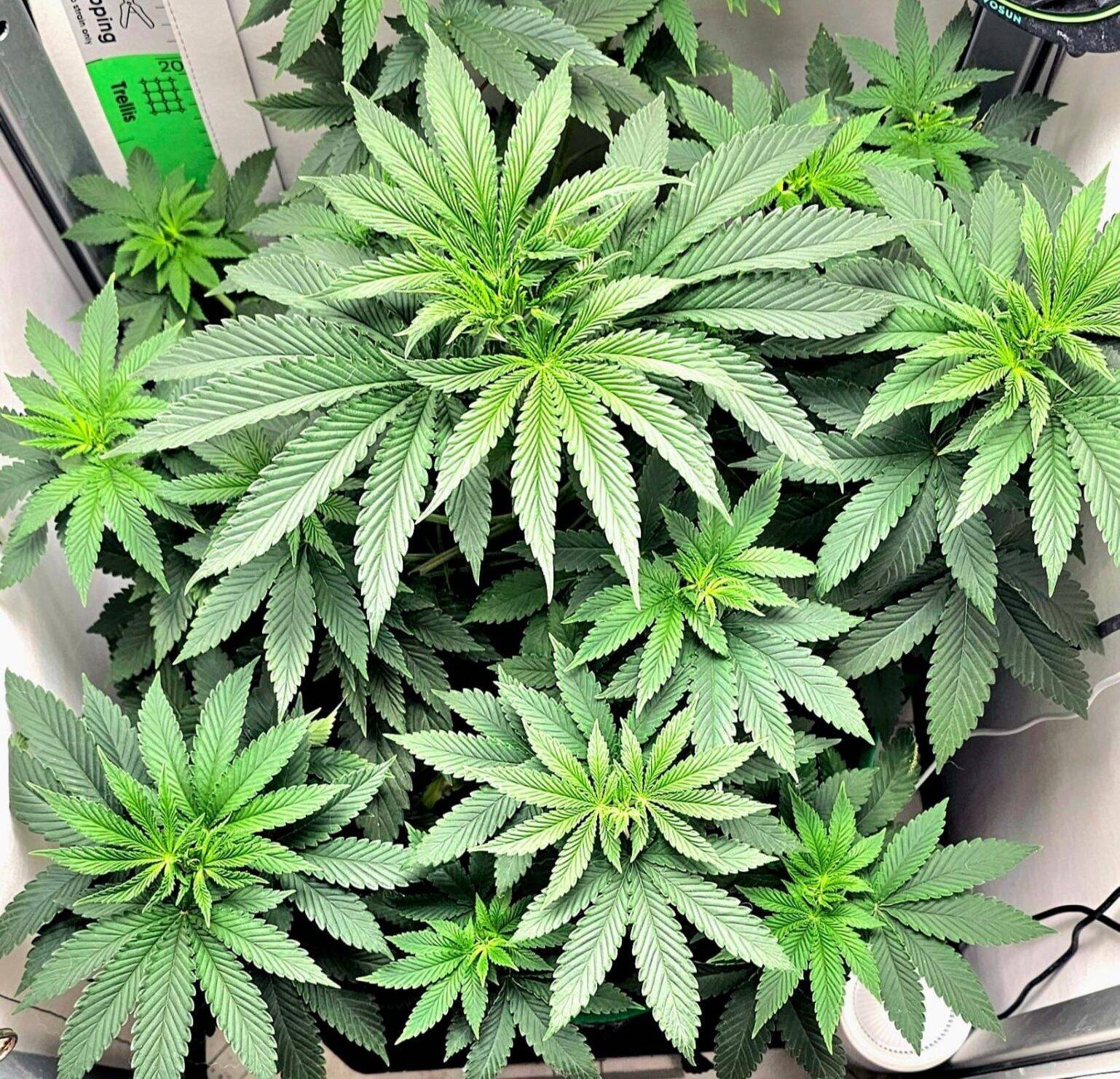 Black Mamba Autoflower Beginning Stages | Cannabiz Seed Black Mamba Autoflower Beginning Stages