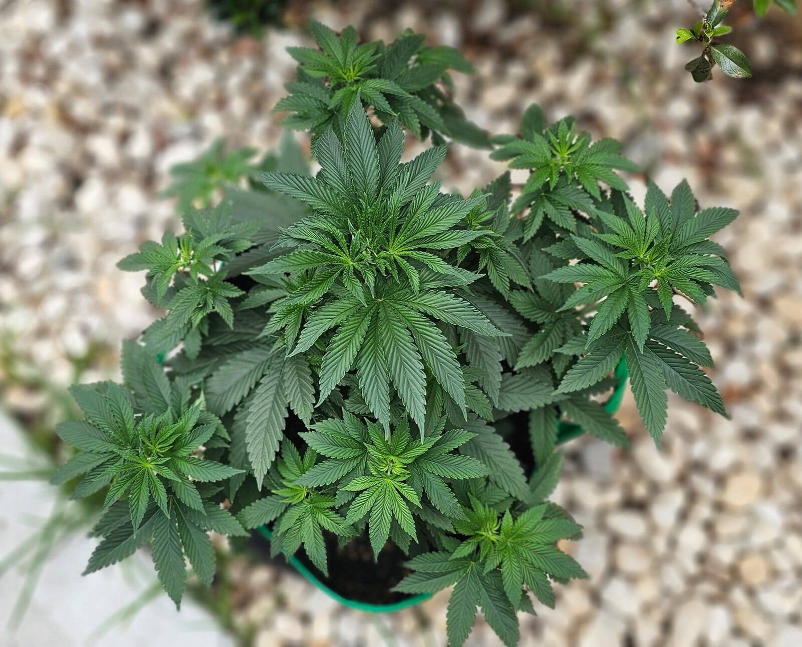 OG Kush Cannabis Beginning Stages before Flowering | Cannabiz Seed OG Kush Cannabis Beginning Stages before Flowering