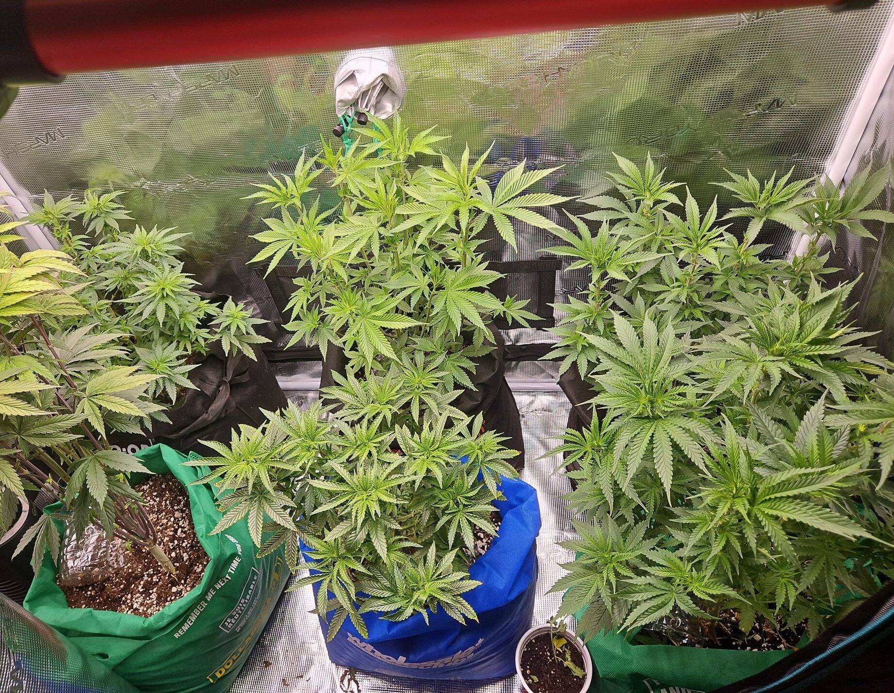 Girl Scout Cookies Autoflower Beginning Stages | Cannabiz Seed Girl Scout Cookies Autoflower Beginning Stages