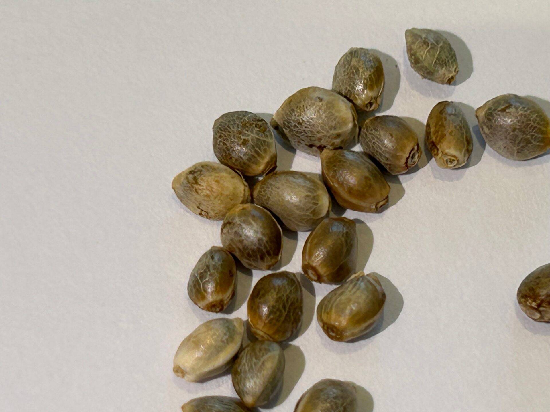 Grape Ape Feminized Cannabis Seeds | Cannabiz Seed Grape Ape Feminized Cannabis Seeds