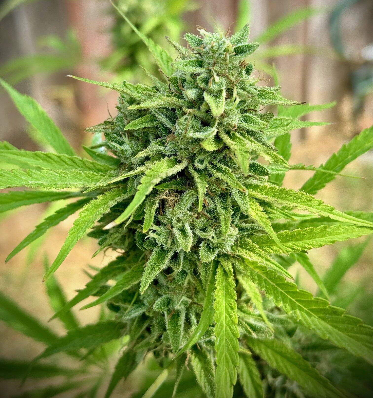 Durban Poison Autoflower Cannabis | Cannabiz Seed Durban Poison Autoflower Cannabis Outdoor Growing