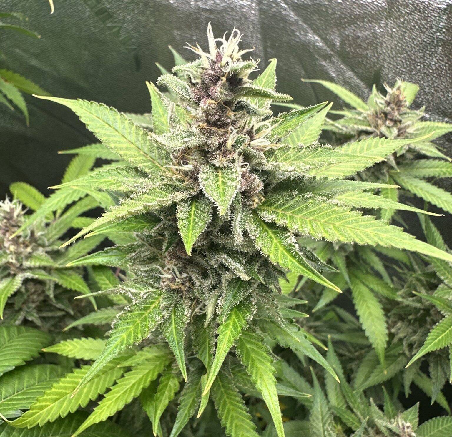 Black Diamond Cannabis Plant | Cannabiz Seed Black Diamond Cannabis Plant