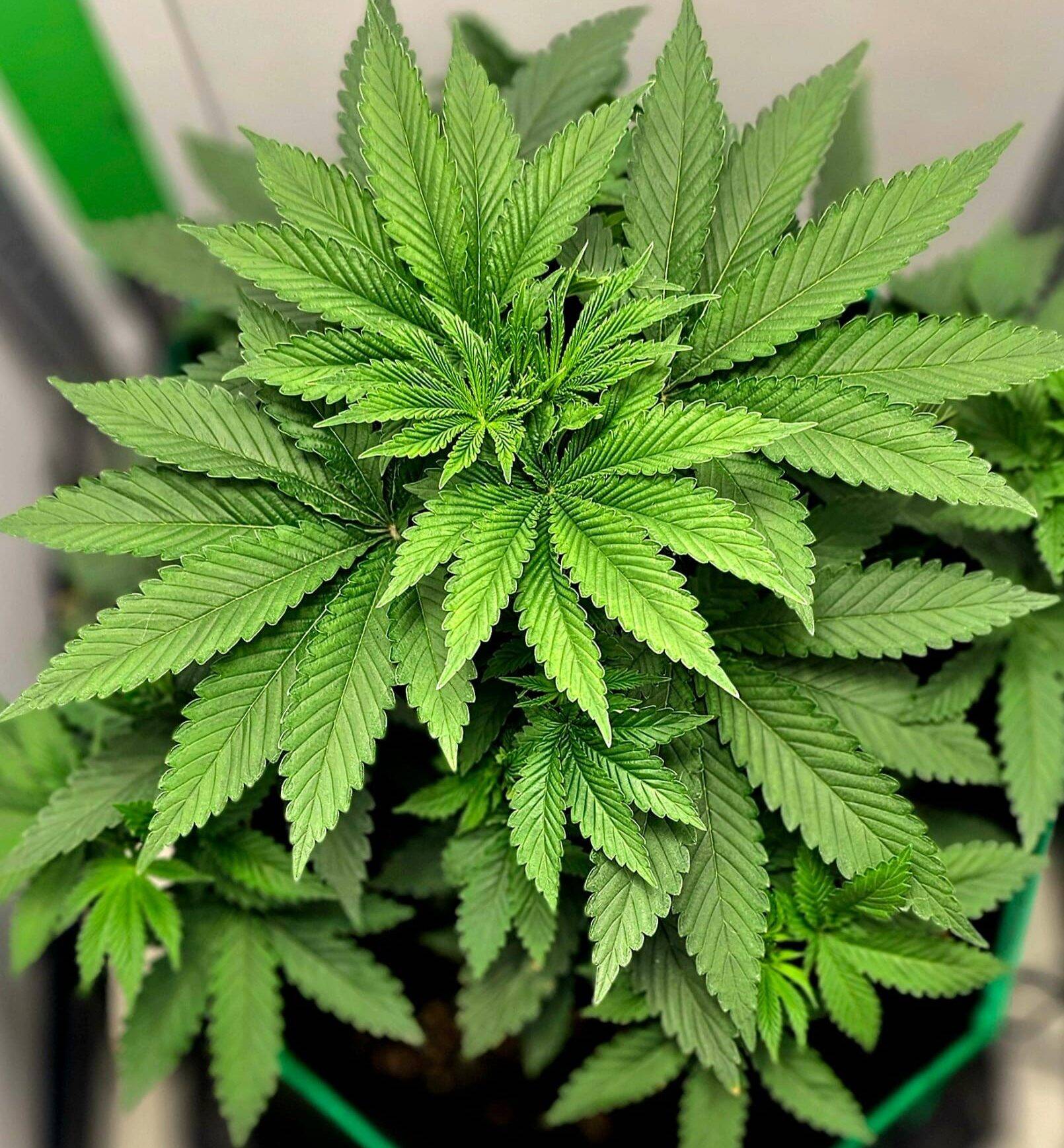 Jack Herer Autoflower Beginning Stages | Cannabiz Seed Jack Herer Autoflower Beginning Stages