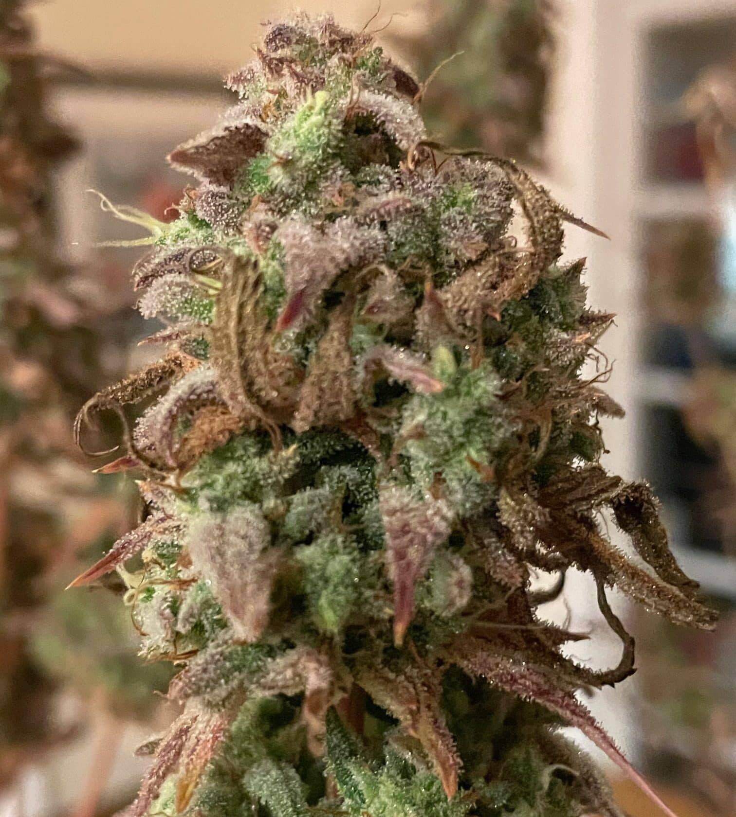 Chocolope Autoflower Cannabis Plant | Cannabiz Seed Automatycznie kwitnąca roślina konopi Chocolope