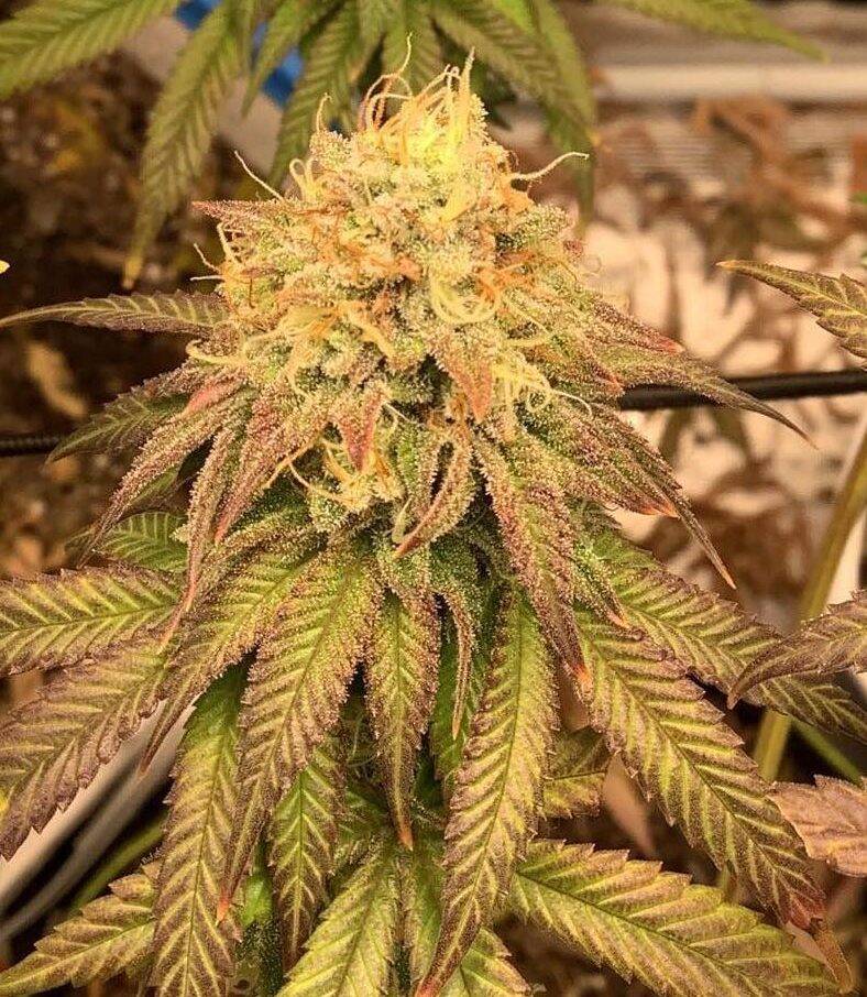 Lemon Tree Feminized Cannabis Plant | Cannabiz Seed Lemon Tree Feminized Cannabis Plant