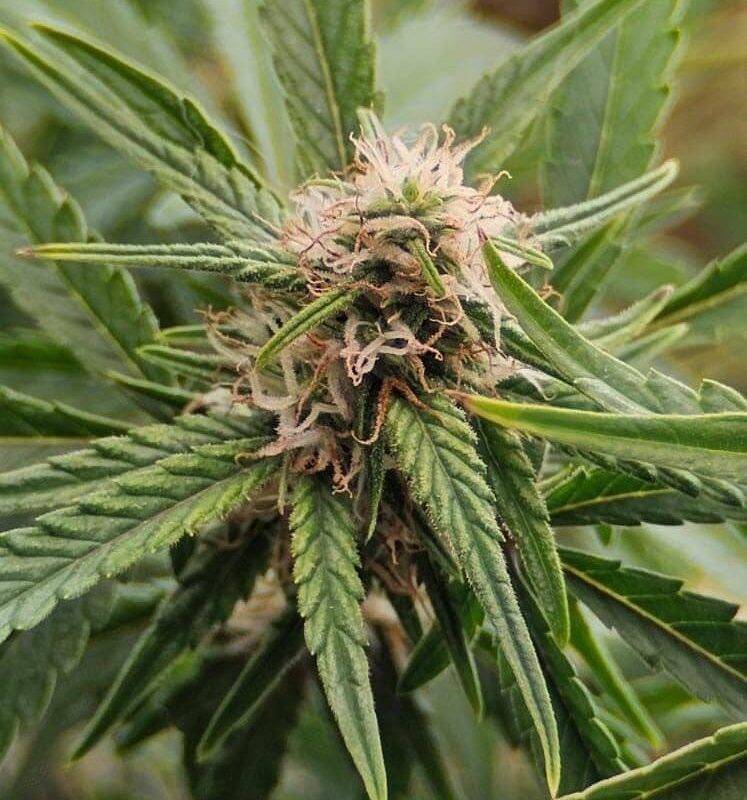 Snoop Dog OG Feminized Cannabis Plant | Cannabiz Seed Snoop Dog OG Feminized Cannabis Plant