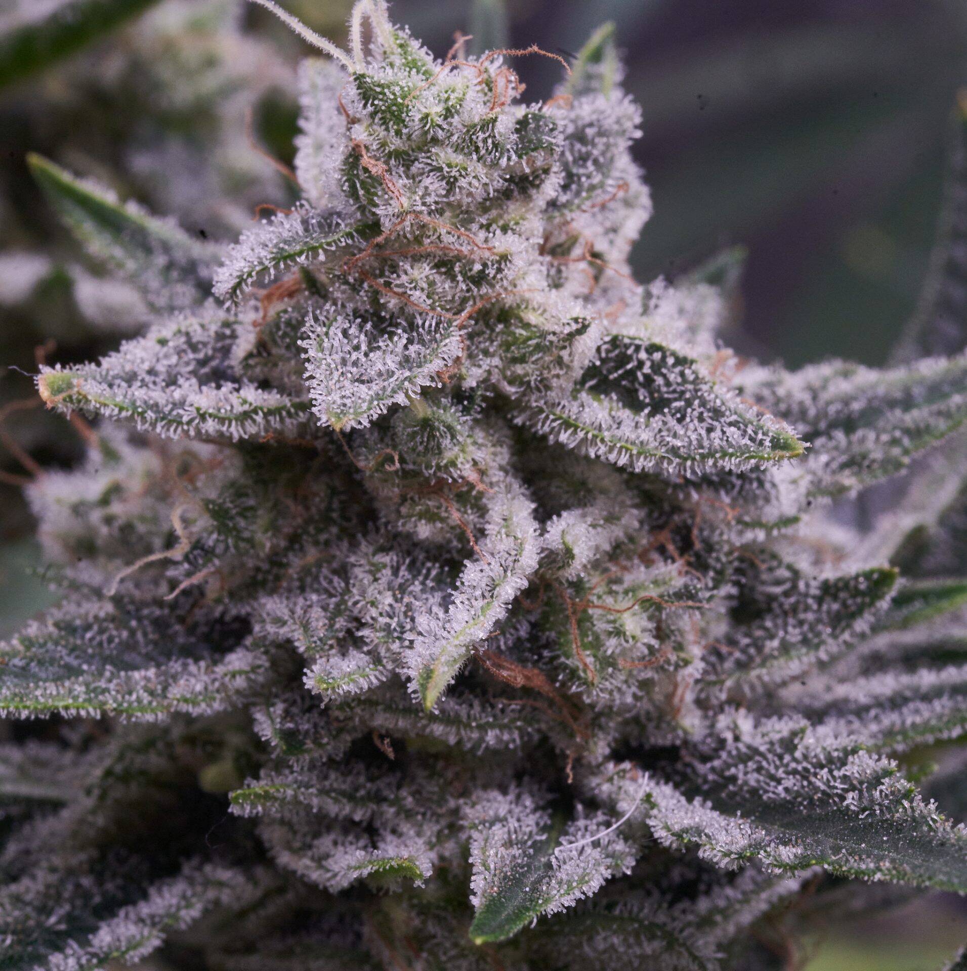 Biscotti 20 Cannabis Plant | Cannabiz Seed Biscotti 20 Cannabis Plant