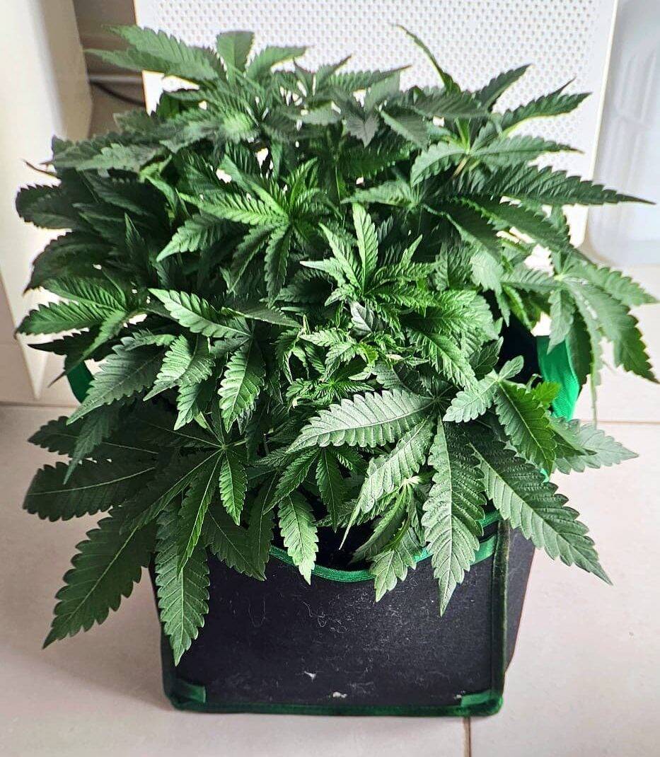 Do si do Beginning Stages of Growing | Cannabiz Seed Do si do Beginning Stages of Growing