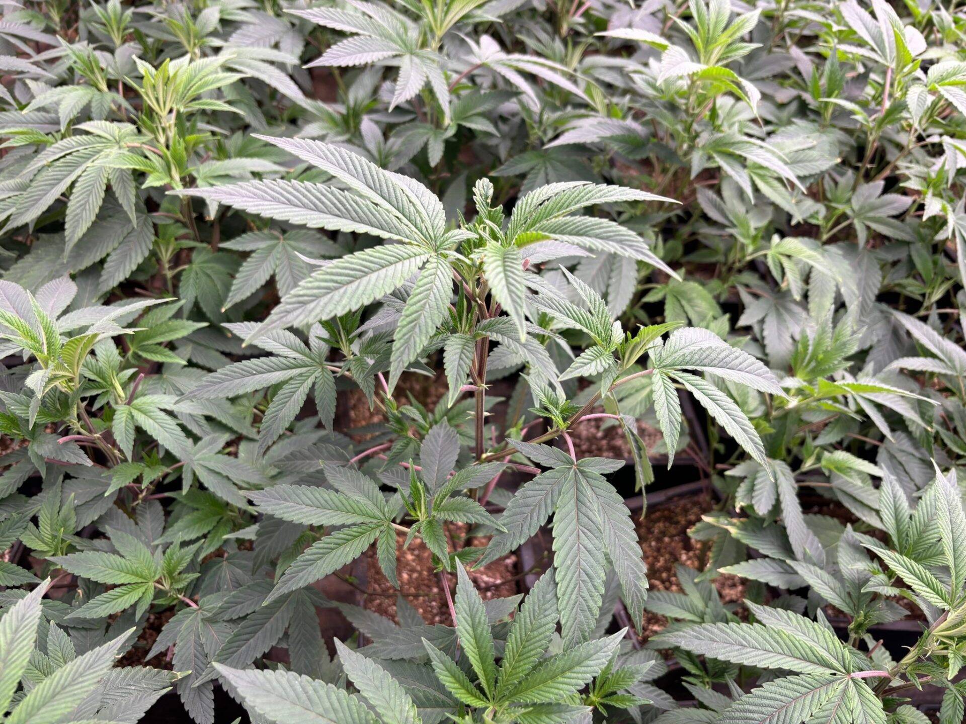 Loud Dream Feminized Teen | Cannabiz Seed Loud Dream Teen Phase in a Grow Room