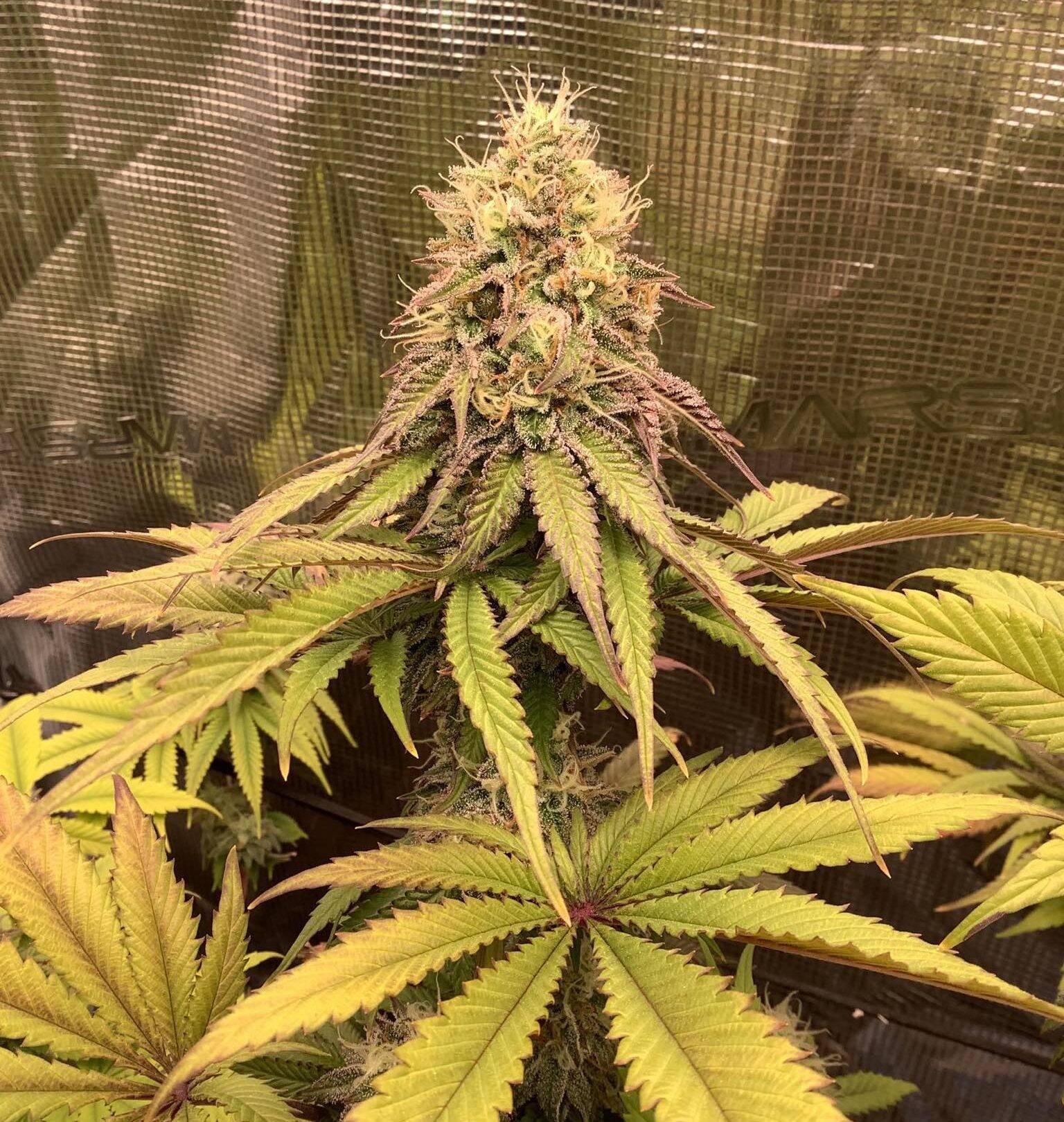 Lemon Cherry Gelato Cannabis Plant | Cannabiz Seed Lemon Cherry Gelato Cannabis Plant