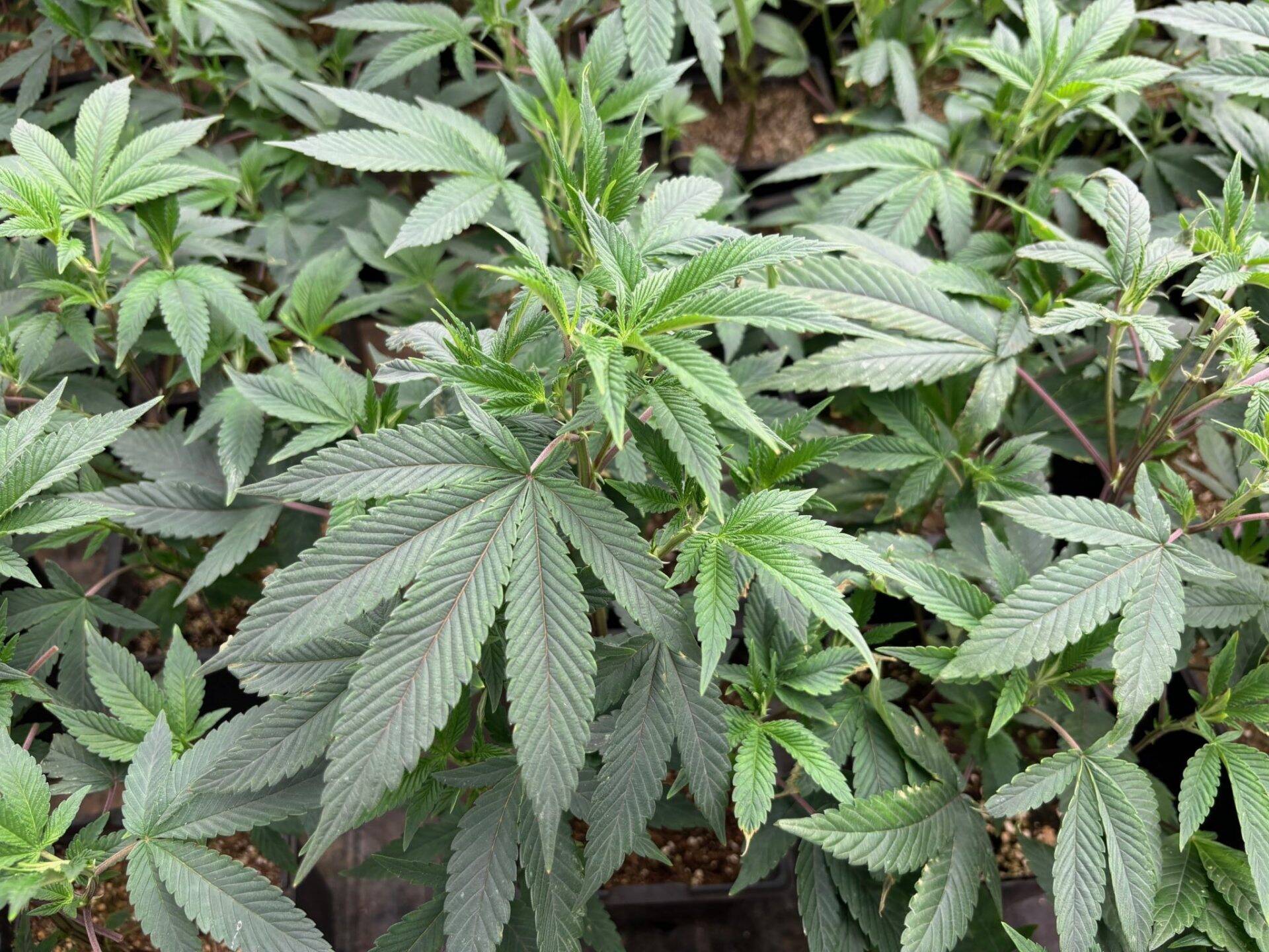 Lemon Cherry Gelato Feminized Teen | Cannabiz Seed Lemon Cherry Gelato Teen Phase in a Grow Room