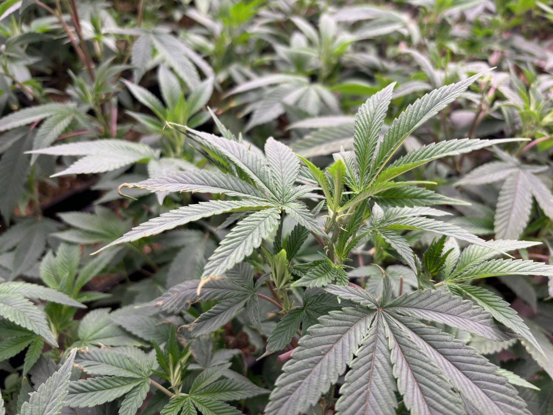 Jealousy Feminized Teen | Cannabiz Seed Jealousy Teen Phase in a Grow Room