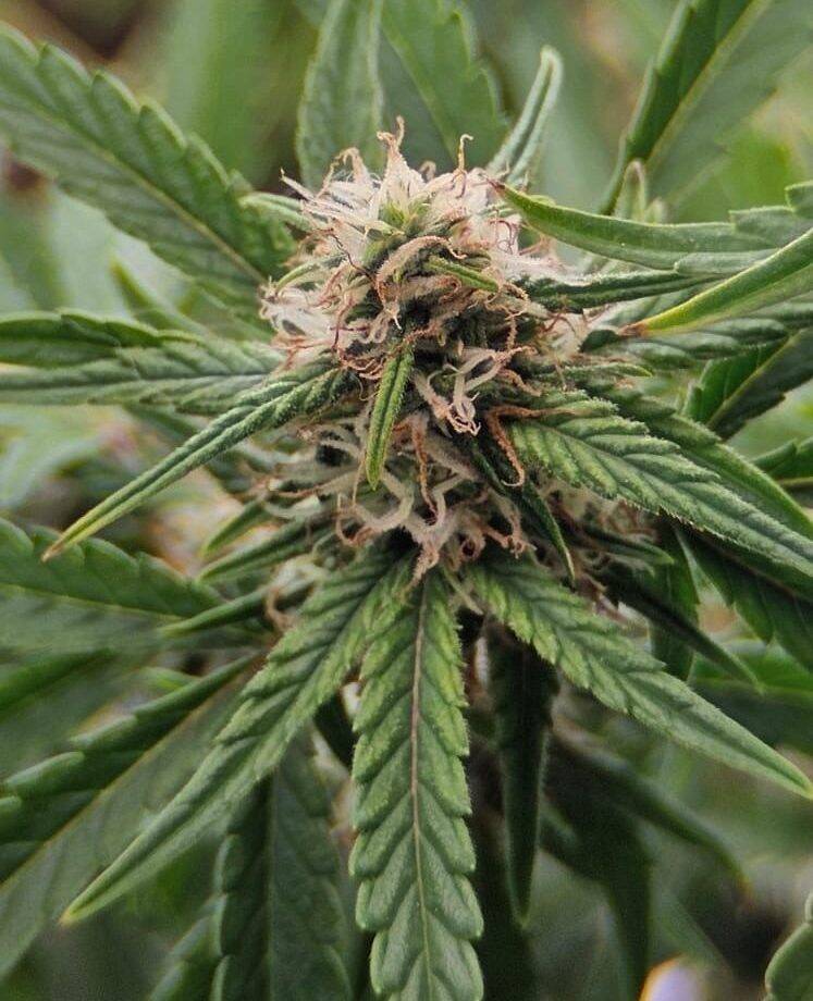 White Truffle Feminized Cannabis Seed Plant | Cannabiz Seed White Truffle Feminized Cannabis Seed Plant