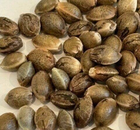 Apple Tartz Image of Seeds | Cannabiz Seed Apple Tartz Image of Seeds