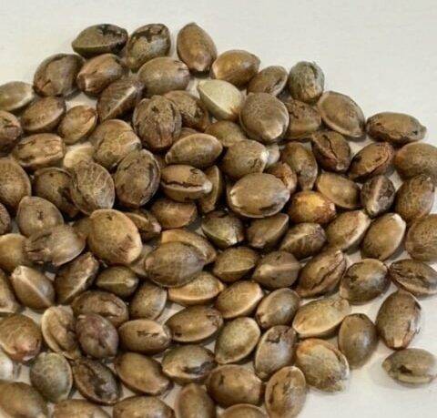 Biscotti 2.0 Image of Seeds | Cannabiz Seed Biscotti 2.0 Image of Seeds