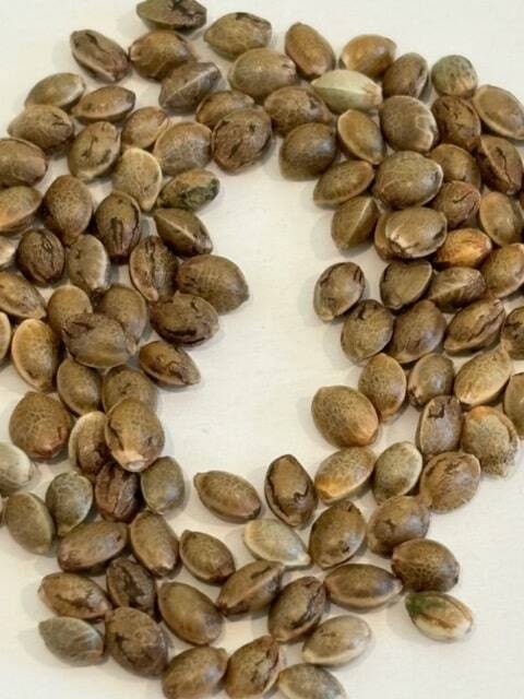 Black African Magic Image of Seeds | Cannabiz Seed Black African Magic Image of Seeds