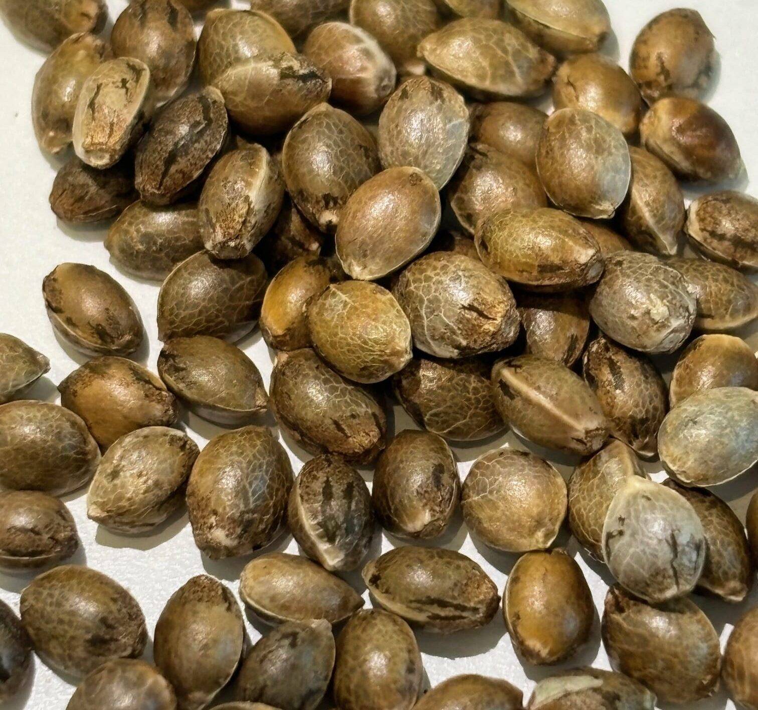 Black Diamond Image of Seeds | Cannabiz Seed Black Diamond Image of Seeds