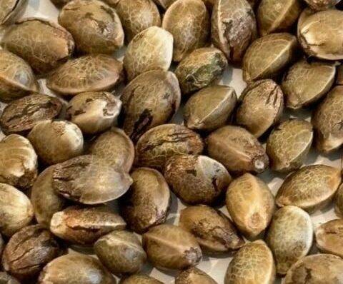 Cereal Milk Image of Seeds | Cannabiz Seed Cereal Milk Image of Seeds