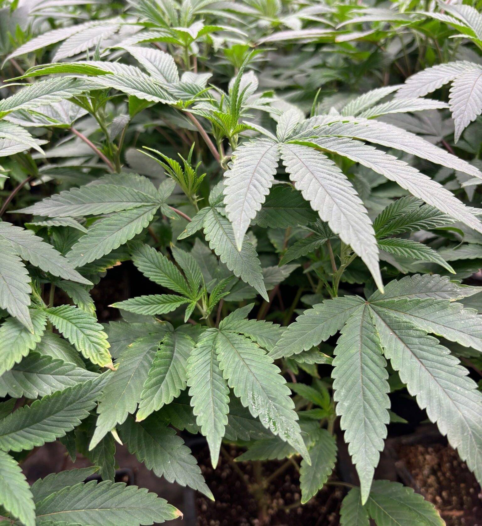 Godfather OG Feminized Teen | Cannabiz Seed Godfather OG Teen Phase in a Grow Room