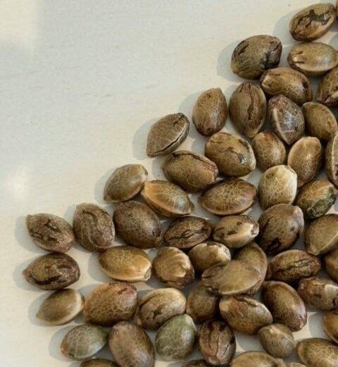 Godfather OG Image of Seeds | Cannabiz Seed Godfather OG Image of Seeds