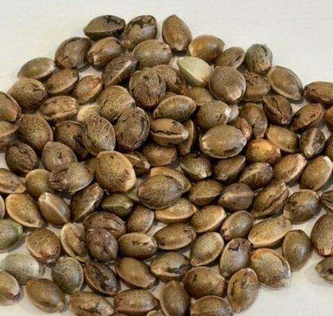 Holy Moly Image of Seeds | Cannabiz Seed Holy Moly Image of Seeds