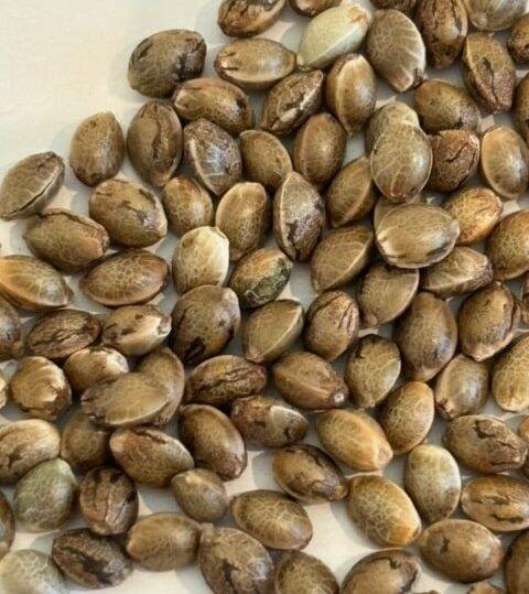 Jealousy Image of Seeds | Cannabiz Seed Jealousy Image of Seeds