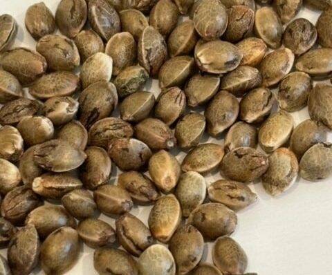 Lemon Cherry Gelato Image of Seeds | Cannabiz Seed Lemon Cherry Gelato Image of Seeds